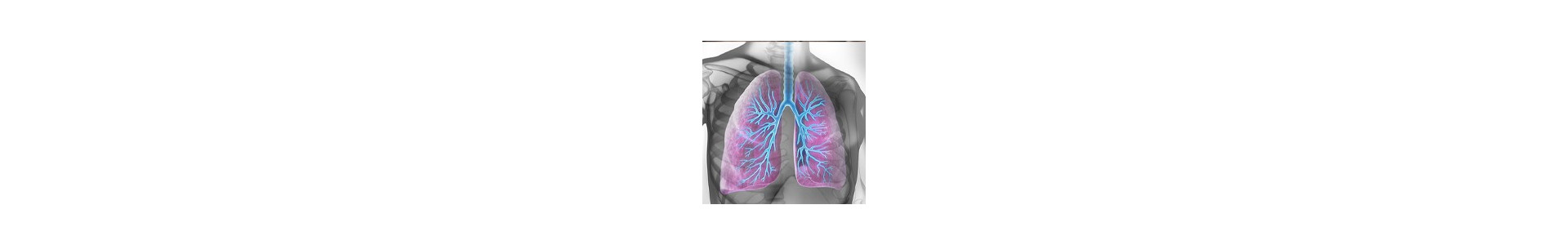 Lungs, breathing
