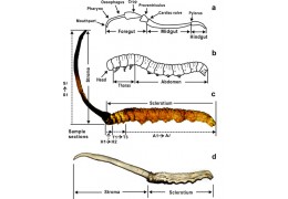 Cordyceps Sinensis - Chinese Caterpillar
