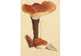 Reishi - Ganoderma lucidum